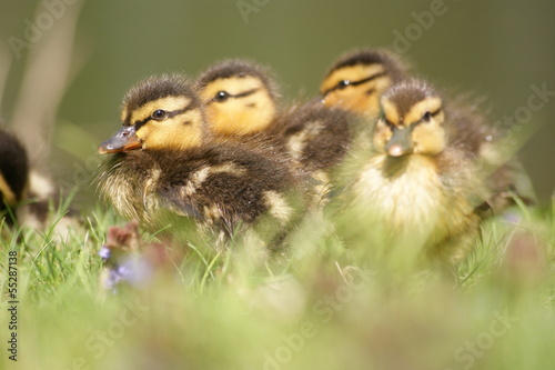 Photo: entchen entchen