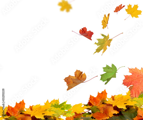 Photo: Isolated autumn leaves Isolated autumn leaves