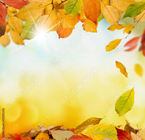 Photo: autumn background autumn background
