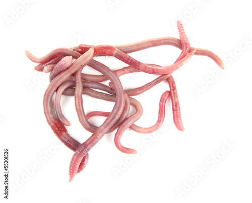 Photo: Worms isolated on white Worms isolated on white