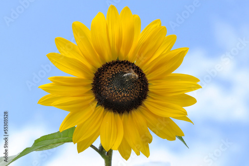 Photo: Sonnenblume mit Biene Sonnenblume mit Biene