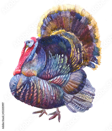 Illustration: Turkei Watecolor Painting illustration Turkei Watecolor Painting illustration