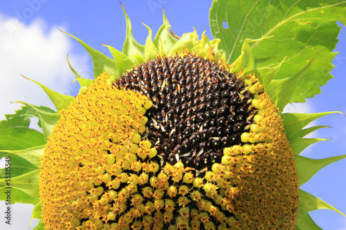 Photo: reife Sonnenblume mit Samenkernen reife Sonnenblume mit Samenkernen