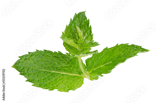 Photo: Fresh mint close up Fresh mint close up
