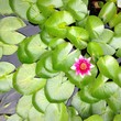 Seerose von oben Seerose von oben