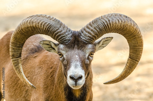 Photo: Mountain Goat Portrait Mountain Goat Portrait
