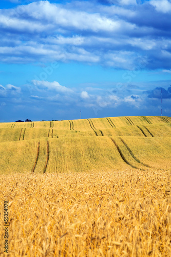 Photo: Golden wheat field with blue sky in Poland Golden wheat field with blue sky in Poland