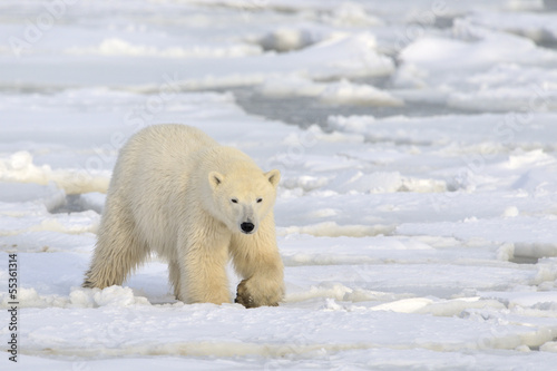 Photo: Polar bear walking on pack-ice. Polar bear walking on pack-ice.