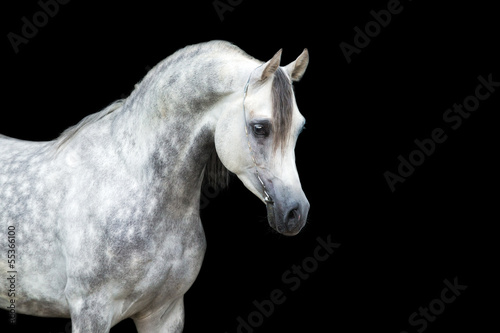 Illustration: White horse isolated on black background White horse isolated on black background