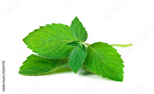 Photo: Mint herb leaves Mint herb leaves
