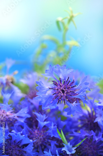 Photo: Beautiful bouquet of cornflowers on blue background Beautiful bouquet of cornflowers on blue background