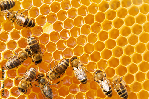 Photo: Macro of working bee on honeycells. Macro of working bee on honeycells.