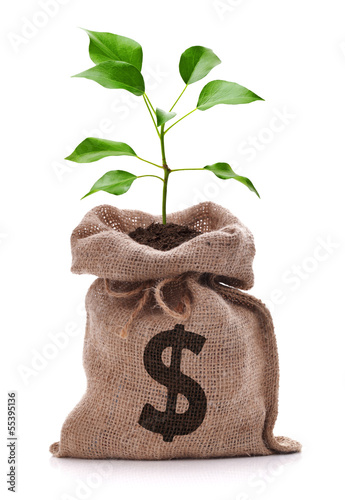 Photo: Money tree Money tree