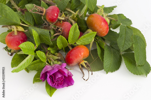 Photo: flower and rose hips flower and rose hips