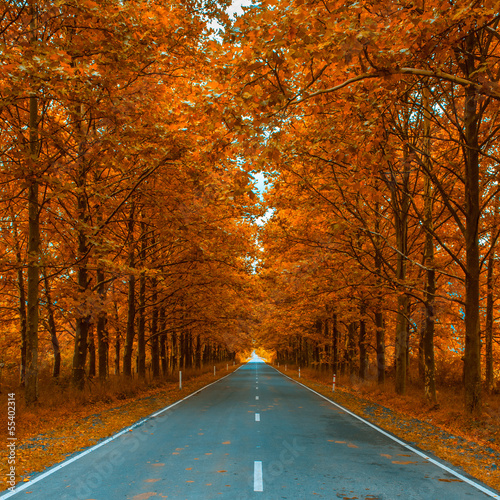 Photo: autumnal alley autumnal alley