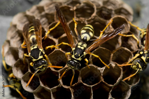 Photo: wasps on comb. macro wasps on comb. macro
