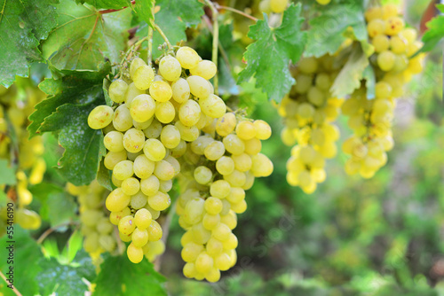 Photo: White grape White grape