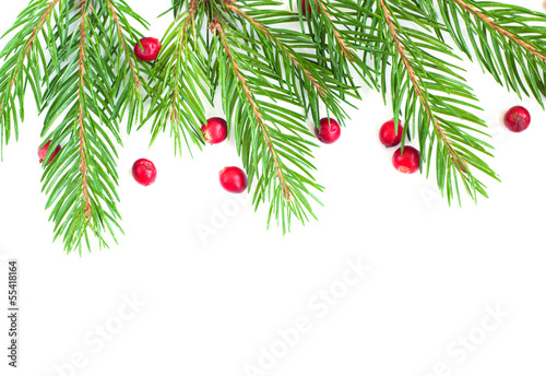 Photo: Pine Tree and Holly Frame Pine Tree and Holly Frame