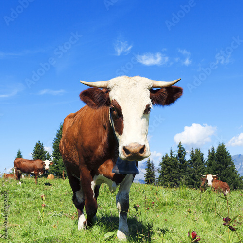Photo: Brown cows in a meadow of grass Brown cows in a meadow of grass