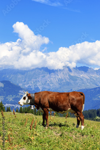 Photo: alpine cow alpine cow