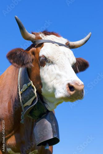 Photo: Portrait of Brown milk cow with bell Portrait of Brown milk cow with bell