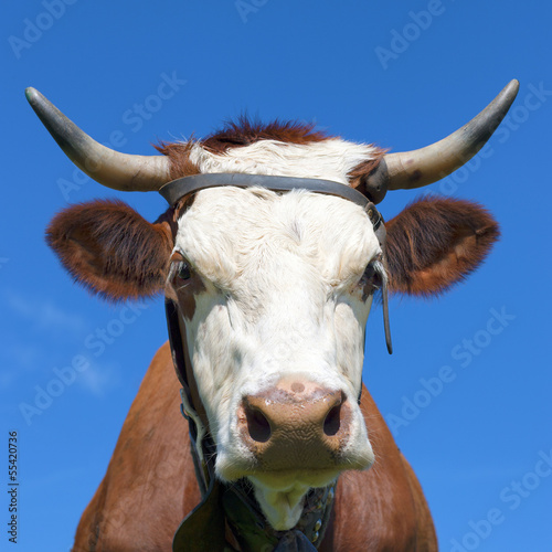 Photo: Face of Brown milk cow Face of Brown milk cow