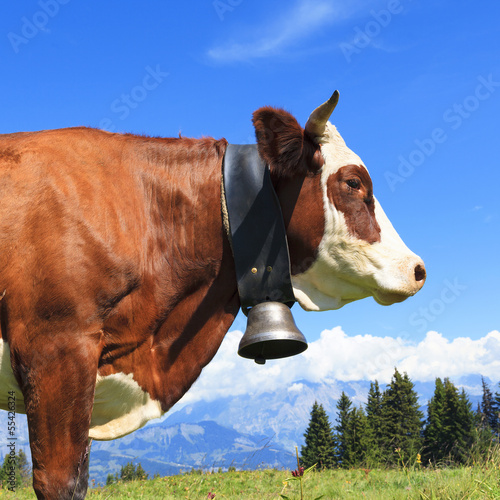 Photo: Brown cow in a meadow Brown cow in a meadow