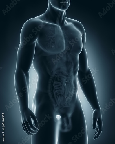 Illustration: Male prostate anatomy Male prostate anatomy