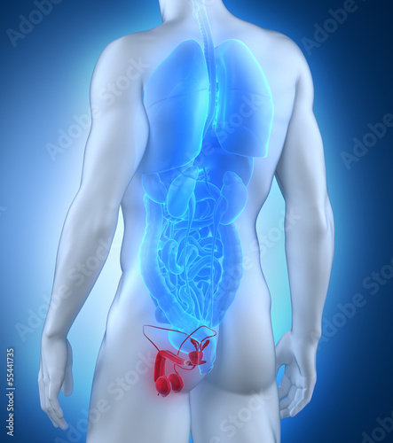 Illustration: Male genitals anatomy posterior view Male genitals anatomy posterior view