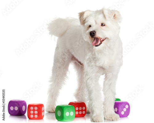 Photo: funny dog with toys isolated on white funny dog with toys isolated on white