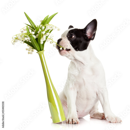 Photo: French bulldog portrait on a white background. French bulldog portrait on a white background.