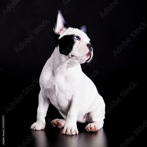 Photo: french bulldog on black background . french bulldog on black background .