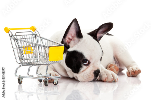 Photo: French Bulldog with shopping cart isolated on white. Funny littl French Bulldog with shopping cart isolated on white. Funny littl