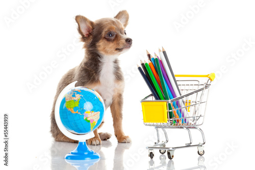 Photo: dog with pencil and globe dog with pencil and globe