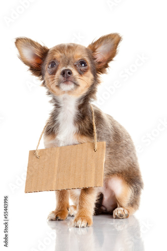 Photo: Chihuahua puppie with empty cardboard. Dog holding a homeless Chihuahua puppie with empty cardboard. Dog holding a homeless