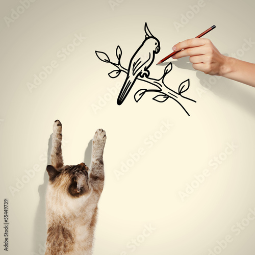 Photo: Siamese cat Siamese cat