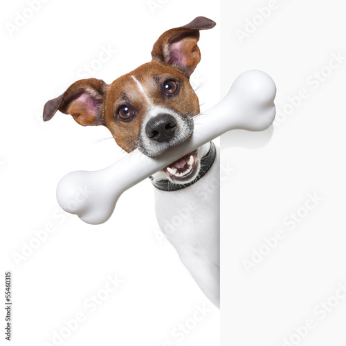 Photo: dog with big bone dog with big bone