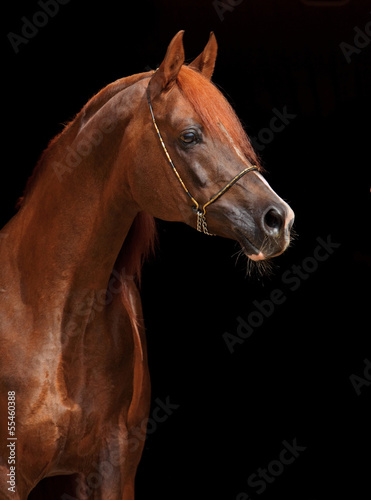 Photo: Beautiful arabian horse with nice show halter Beautiful arabian horse with nice show halter