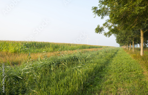 Photo: Corn growing on a field in summer Corn growing on a field in summer