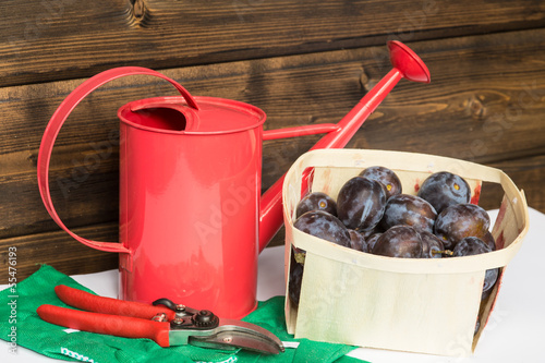 Photo: Pflaumenernte, harvest of plums Pflaumenernte, harvest of plums