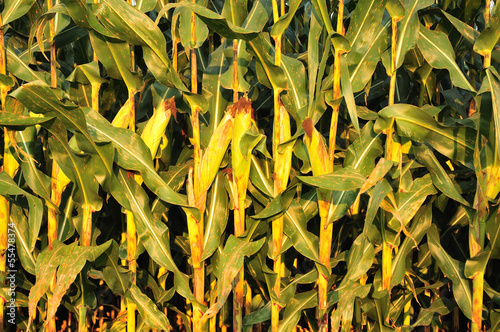 Photo: corn field background texture corn field background texture