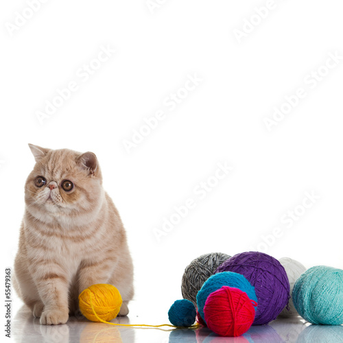 Photo: Exotic shorthair cat. Cat with balls of threads. Exotic shorthair cat. Cat with balls of threads.