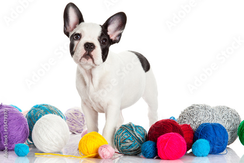 Photo: French Bulldog puppy with a wool balls isolated on white backgr French Bulldog puppy with a wool balls isolated on white backgr