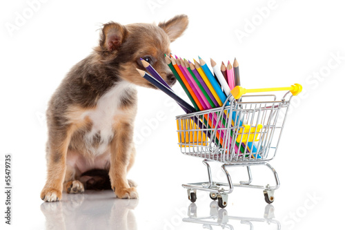 Photo: Chihuahua puppy Chihuahua puppy