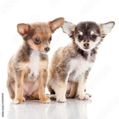 Photo: Chihuahua puppy. Cute Chihuahua dog on a white background. Chihuahua puppy. Cute Chihuahua dog on a white background.