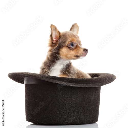 Photo: chihuahua puppy in a hat. chihuahua puppy in a hat.