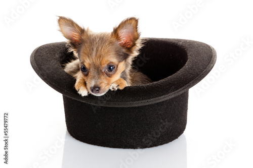 Photo: chihuahua puppy in a hat. chihuahua puppy in a hat.