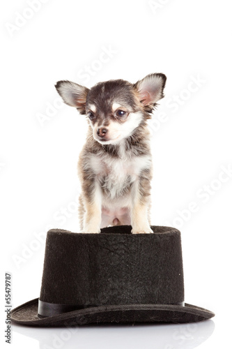 Photo: chihuahua puppy in a hat. chihuahua puppy in a hat.