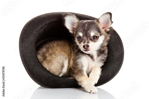 Photo: chihuahua puppy in a hat. chihuahua puppy in a hat.