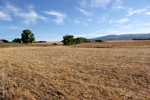 Photo: Campagna seccata dal sole Campagna seccata dal sole